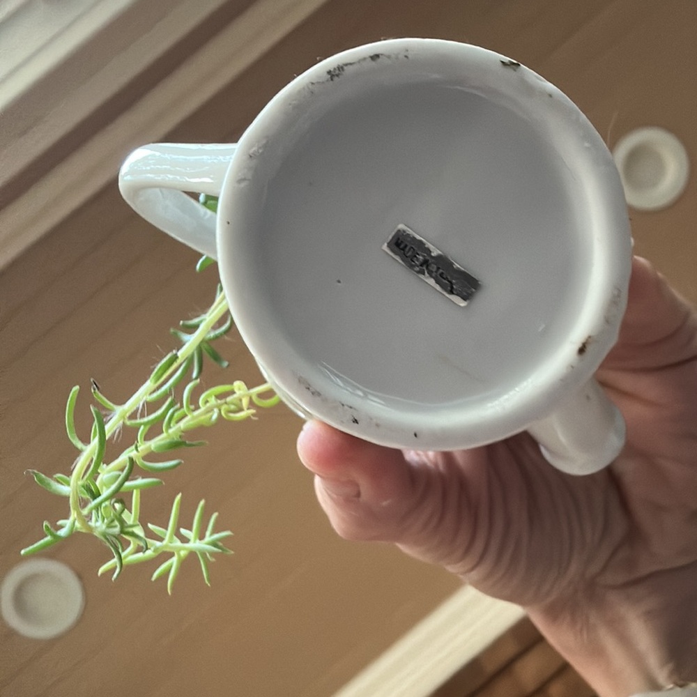 Tiny 🌱 Pitcher - Picture 5 of 6